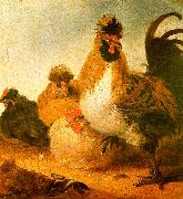 Aelbert Cuyp Rooster Hens oil painting reproduction